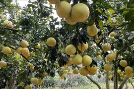 At a pomelo orchard in Phu Tho province. (Photo: VNA)