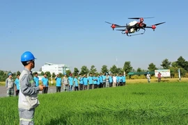 An engineer demonstrates the spraying of chemicals on rice fields using an unmanned aerial vehicle (drone) to help local farmers. (Photo: VNA)
