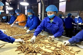 Processing cinnamon (Photo: VNA)