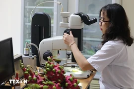An employee at Tan Thanh Border Gate Plant Quarantine Station (Lang Son province) examines fruit samples. (Photo: VNA)