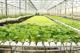 A vegetable garden grown using the hydroponic method at the HCM City Agricultural Hi-Tech Park. (Photo: dangcongsan.vn)
