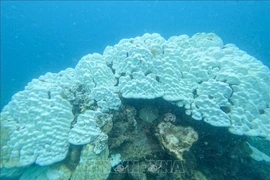 Close-up of bleached coral reefs at Con Dao National Park. (Photo: Con Dao National Park Management Board/VNA) 
