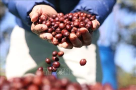 At this largest-ever coffee festival, which saw the participation of around 10,000 people and over 400 businesses from 130 countries, Vietnam’s Detech Coffee, Phuc Sinh, and Tuan Loc showcased their specialty Arabica coffee products from the highland regions of Son La and Lam Dong. (Photo: VNA)