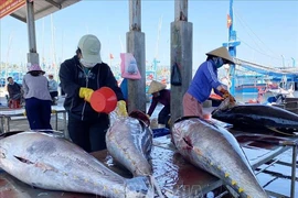 Processing ocean tuna in Binh Dinh (Photo: VNA)