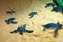 Sea turtles are among the endangered species listed in the Red Book (Source: baobinhdinh.vn)