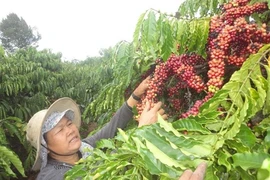 A farmer harvests coffee in Kon Tum province (Photo: VNA)