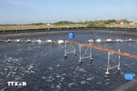 A hi-tech shrimp farming model in the Mekong Delta province of Bac Lieu. (Photo: VNA)