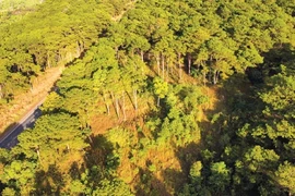 Vietnam has over 14.7 million ha of forest with a coverage rate of 42%. (Photo: thesaigontimes.vn)