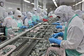 Processing frozen shrimps for export (Photo: VNA)