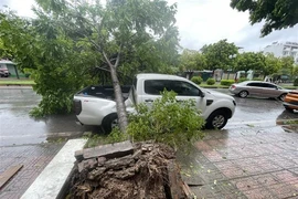 A fallen tree in Hanoi's Long Bien district, crushing a car parked on the side of the road. (Photo: VNA)