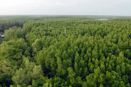 Mangrove forests provide important blue carbon benefits 