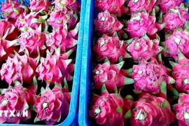  Vietnamese red-flesh dragon fruit. (Photo: VNA)