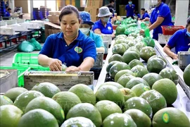 Packing green-skinned pomelos for export in Mo Cay Bac district, Ben Tre province (Photo: VNA)