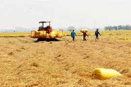 Farmers in the Mekong Delta province of An Giang harvest rice. (Photo: VNA) 