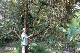 A farmer harvests durian in Long Tien commune, Cai Lay district, Tien Giang province.(Photo: VNA)