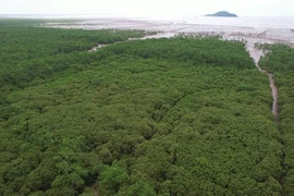 The development of forests and ecosystems will help enhance greenhouse gas absorption (Photo: VietnamPlus)