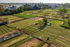 Tra Que vegetable village (Photo: VNA)