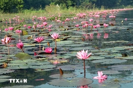 Purple water lily blossoms in Ninh Binh