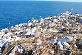 A flock of birds at Hon Trung Bird Sanctuary in the Con Dao National Park the southern province of Ba Ria-Vung Tau. (Photo: VNA)