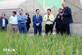 The Cuban delegation visits crop research institute of Thai Binh Seed JSC. (Photo: VNA)