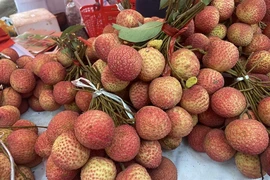 Hung Yen egg-shaped lychees selling like hot cakes