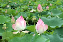 Lotus season comes alive in Ninh Binh province