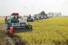 Vietnam earns nearly 3 billion USD from rice exports in H1