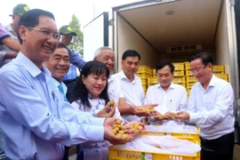 Can Tho exports 250 tonnes of longan annually