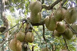 Durian orchard tour in Dak Lak attracts visitors