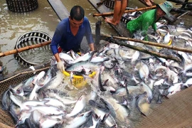 Export of dried pangasius swim bladder surges