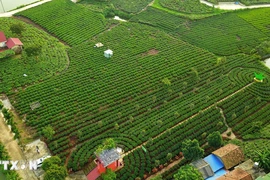 Vietnam se convierte en octavo mayor exportador de té del mundo