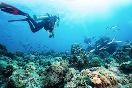 Nha Trang entre los cinco mejores destinos de buceo de Asia