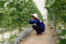 Cultivo de melones en una granja en Tay Ninh (Foto: VNA)