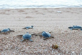 昆岛护林员接力守护海龟家园