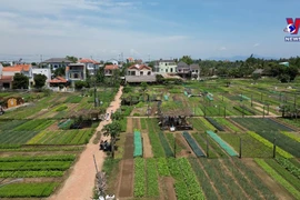 会安茶桂蔬菜村——2024年“世界最佳旅游乡村”