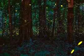 越南首次推出夜间穿越森林观赏萤火虫的旅游线路。图自越通社