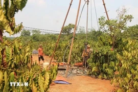 农民正在打井，试图拯救因干旱而逐渐干涸的咖啡树。图自越通社