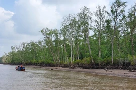 朔庄省岣崂榕县沿海红树林。图自互联网