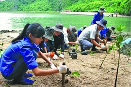 越南应对气候变化的努力。图自互联网