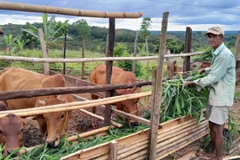 Un ménage du district frontalier de Bu Gia Map reçoit des vaches pour développer l'élevage. Photo : VNA