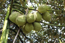 La Thaïlande devient le deuxième importateur de durians du Vietnam 