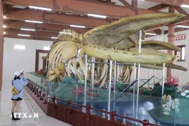 越南最大鲸鱼骨骼颇受游客的青睐。图自越通社