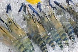 欧盟是越南虾类出口市场的亮点。图自互联网
