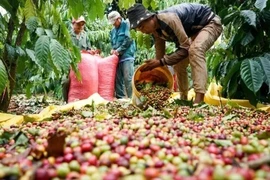 越南继续成为欧盟最大的胡椒供应国。图自越通社