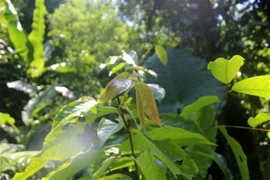 山茶科山茶属植物（Camellia pleurocarpa）。图自越通社