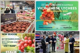 越南荔枝在澳大利亚连锁超市被抢购一空