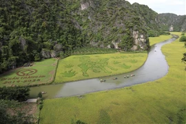 The Dong Ho folk painting "Muc Dong Thoi Sao" (The Shepherd Playing the Flute) on the rice field in Ninh Binh province. (Photo: VNA)