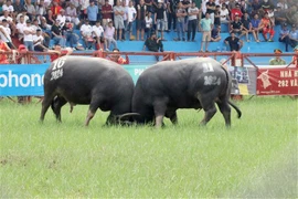 A total of 16 buffaloes join the 2024 Do Son Buffalo Fighting Festival. (Photo: VNA)