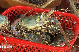 Vietnam’s lobsters claw back prominence in China