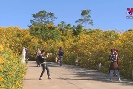 Central Highlands dyed yellow in wild sunflower season